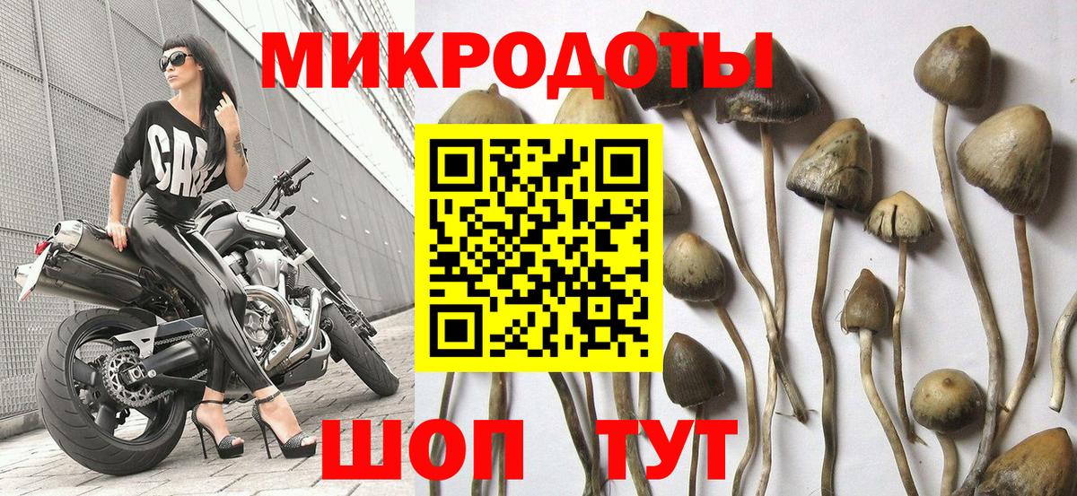 Будённовск  Псилоцибиновые грибы GOLDEN TEACHER  Псилоцибиновые грибы MAGIC MUSHROOMS  Вход с VPN 